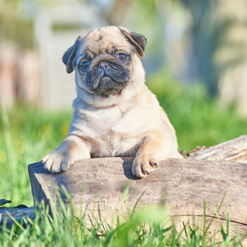 Cheerful pug puppy stands with its paws on a log