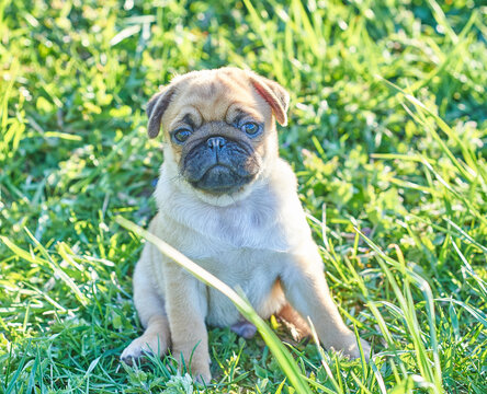 Little pug puppy sits in green grass, close-up