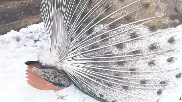 slow motion portrait, a male peacock near the snow
