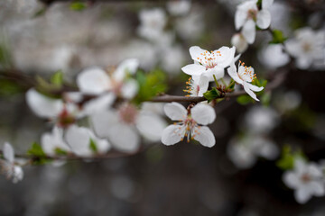 Macro shot of blooming tree branch . Flora pattern texture, Nature floral background.