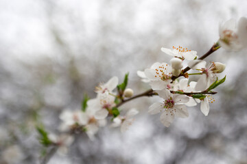 Macro shot of blooming tree branch against bokeh background . Flora pattern texture, Nature floral background.