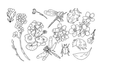dragonfly beetle ladybug insects and flowers geranium and forget-me-nots beautiful spring clipart hand drawn  set separately on white background nature plants
