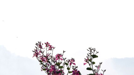 Tropical sweet pink flower blossom with blurred a line of mountain hill on white isolated background