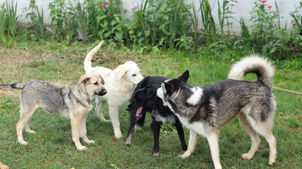 doggy doggos dogs dog dog