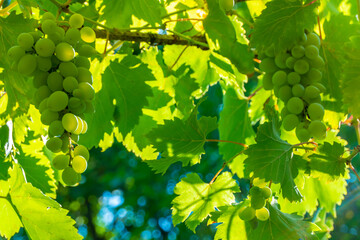 Fototapeta na wymiar Ripe green grape in vineyard. Grapes green taste sweet growing natural. Green grape on the vine in garden
