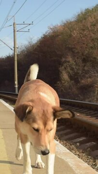 Dog on the peron