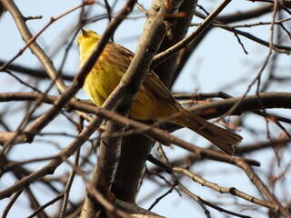 The yellowhammer (Emberiza citrinella) is a passerine bird in the bunting family that is native to Eurasia and has been introduced to New Zealand and Australia