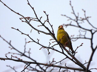 The European greenfinch or simply the greenfinch (Chloris chloris) is a small passerine bird in the finch family Fringillidae.