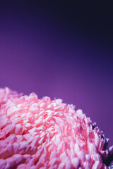 Purple flower bud petal close-up. Gentle background. Banner. Horizontal postcard with lush chrysanthemum, peony, rose or carnation. Holiday mockup design of gift certificate. Mother day card template