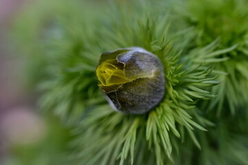 Knospe eines Frühlings-Adonisröschens