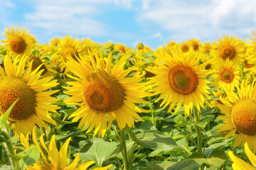 Fototapeta premium Sunflower fields and blue sky on a summer sunny day