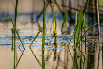 The grass snake, Natrix natrix swims in the water in search of a meal, hunting frogs in a swampy area, weighty swims, snake in brush, non-poisonous reptile, floating snake.