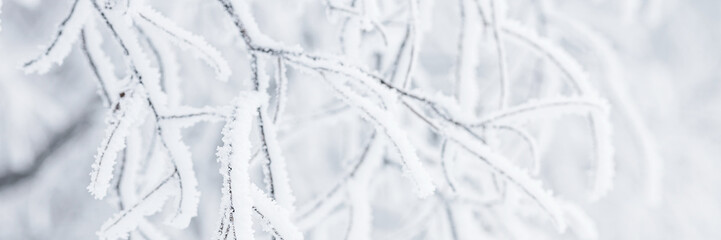 Snow and rime ice on the branches of bushes. Beautiful winter background with trees covered with...