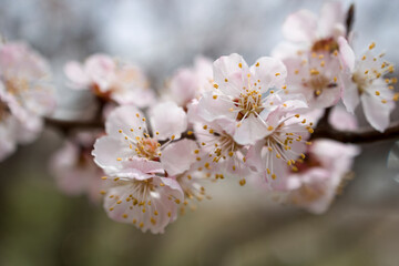 Apricot blossom in spring season . Macro shot
