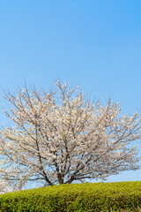 Naklejka premium 桜