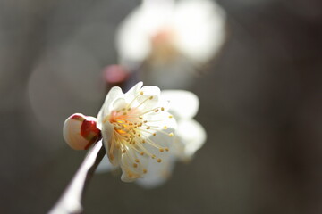 晴天のもと満開に咲く白梅