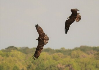 Intense pursuit as osprey battle over a fish catch 