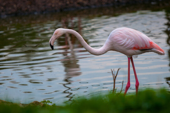 Two red flamingo in the pond © irimeiff