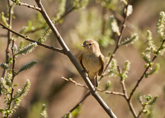 A common chiffchaff perched in the trees
