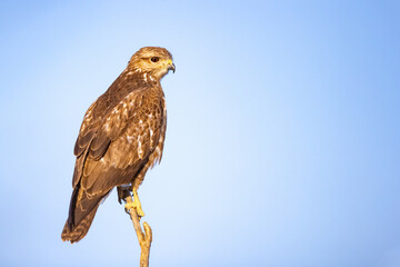 A Common buzzard (Buteo buteo) Perched. It is a medium-to-large bird of prey which has a large range. A member of the genus Buteo, it is a member of the family Accipitridae