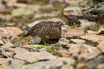 Lagopède alpin (Lagopus mutus) attitude de poule mimant l'oiseau blessé (tactique classique pour détourner l'attention des prédateurs ou randonneurs). Alpes. France