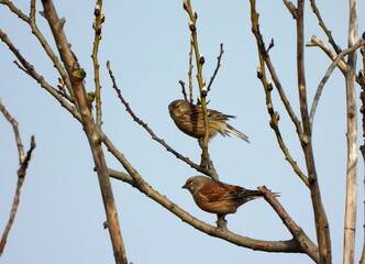 The common linnet (Linaria cannabina) is a small passerine bird of the finch family, Fringillidae.