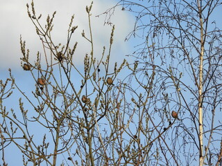 The common linnet (Linaria cannabina) is a small passerine bird of the finch family, Fringillidae.
