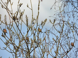 The common linnet (Linaria cannabina) is a small passerine bird of the finch family, Fringillidae.