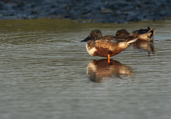 A pair of Northern Shoveler at Tubli bay, Bahrain