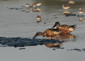 A pair of Northern Shoveler feeding at Tubli bay, Bahrain