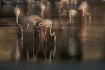 A double exposure image of Greater Flamingos feeding at Tubli bay in the morning, Bahrain. Double exposure has given misty look.