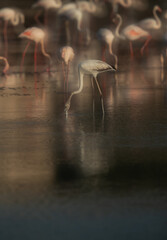 A double exposure image of Greater Flamingos feeding at Tubli bay in the morning, Bahrain. Double exposure has given misty look.