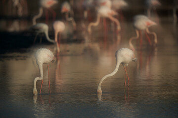 Double exposure image of Greater Flamingos feeding at Tubli bay in the morning, Bahrain