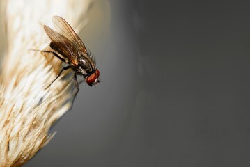 Fliege