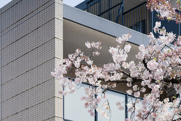 桜の木がそばにあるアパート