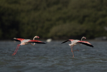 Greater Flamingos  landing at Eker creek in the morning, Bahrain