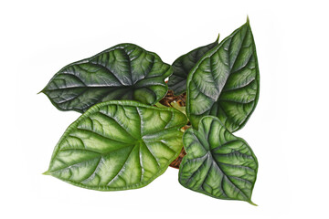 Top view of topical 'Alocasia Baginda Dragon Scale' houseplant in flower pot on white background