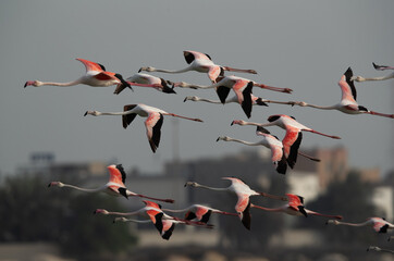 Flocks of Greater Flamingos flying at Eker creek in the morning, Bahrain