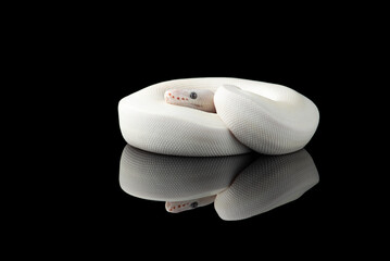 White snake ball royal python isolated on black background