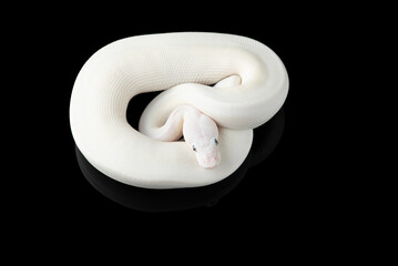 White snake ball royal python isolated on black background