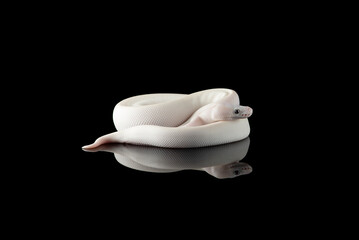 White snake ball royal python isolated on black background