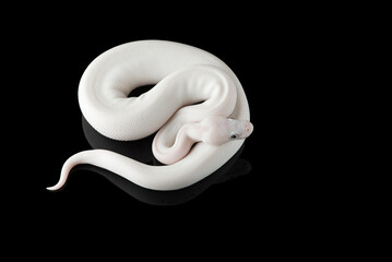 White snake ball royal python isolated on black background - obrazy, fototapety, plakaty
