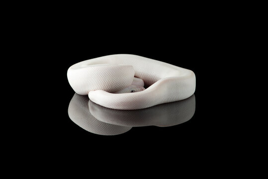 White snake ball royal python isolated on black background