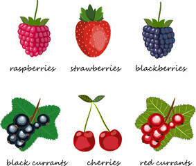 colorful set of garden berries with names