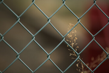 Fototapeta premium 金網に閉じ込められる植物