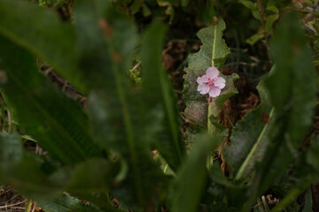 葉の上に落ちた桜の花びら