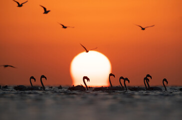 Silhouette of Greater Flamingos and gulls  in the morning hours during sunrise  at Asker coast of Bahrain