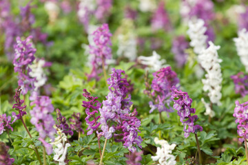 hohler lerchensporn in blüte im fühjahr