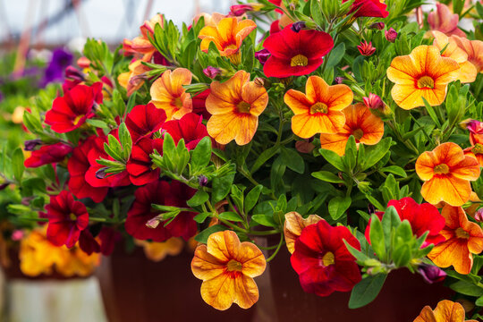 Yellow and red Calibrachoas blooming in pot in spring