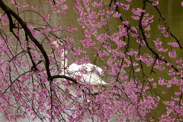 rosa blühender Baum mit einem schwan im hintergrund